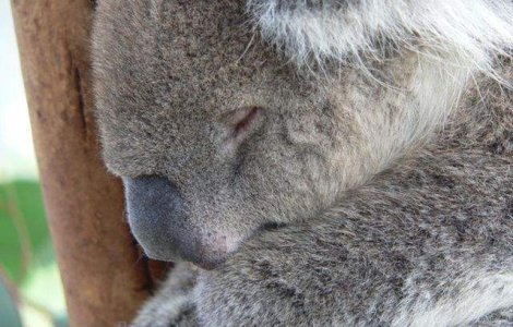 Australia: Operatiunea de ucidere a ursilor koala, reluata