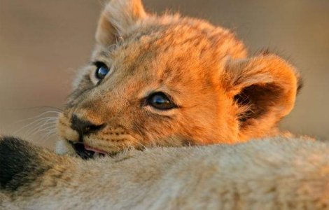 Ragetul acestui pui de leu a devenit viral. Este adorabil!