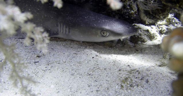  Top  Pradatorii de temut ai oceanelor! Sapte curiozitati despre rechini