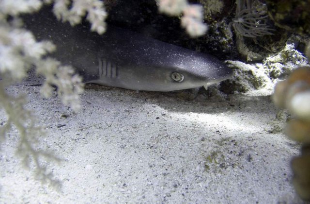 Pradatorii de temut ai oceanelor! Sapte curiozitati despre rechini