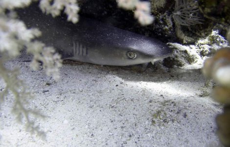  Top  Pradatorii de temut ai oceanelor! Sapte curiozitati despre rechini