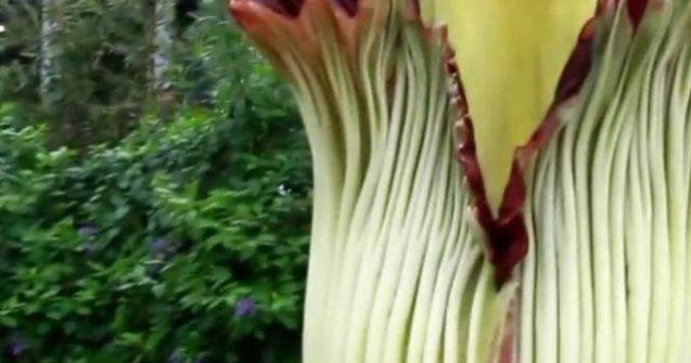  Video  Chicago: Mii de persoane au stat la coada pentru a admira o floare cu miros de cadavru