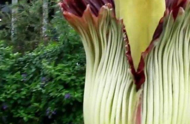 [Video] Chicago: Mii de persoane au stat la coada pentru a admira o floare cu miros de cadavru