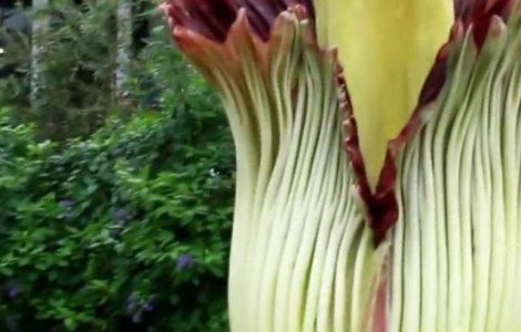  Video  Chicago: Mii de persoane au stat la coada pentru a admira o floare cu miros de cadavru