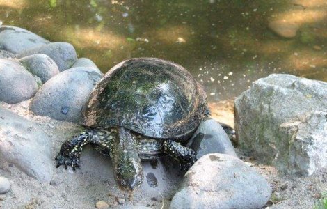  Video  Premiera: O specie de broasca testoasa biofluorescenta, descoperita de biologi