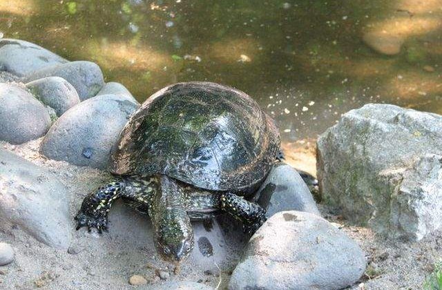 [Video] Premiera: O specie de broasca testoasa biofluorescenta, descoperita de biologi