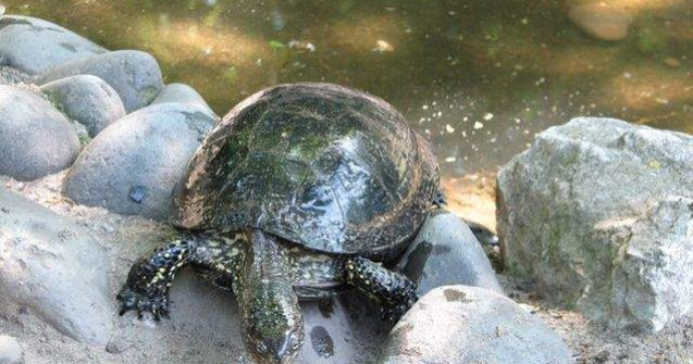  Video  Premiera: O specie de broasca testoasa biofluorescenta, descoperita de biologi