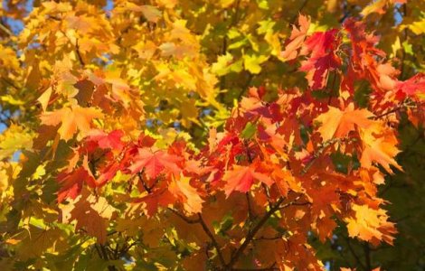 Vreme neobisnuit de calda la sfarsitul saptamanii