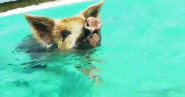  Video  Si porcii inoata! In ce loc din lume acest sport NU este deloc ciudat