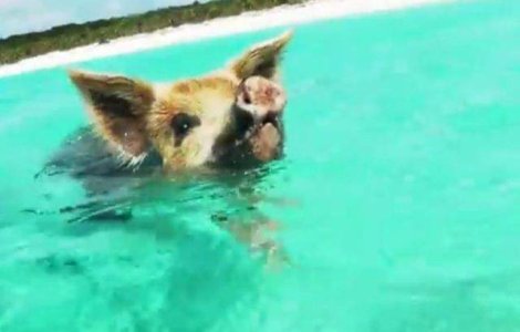  Video  Si porcii inoata! In ce loc din lume acest sport NU este deloc ciudat