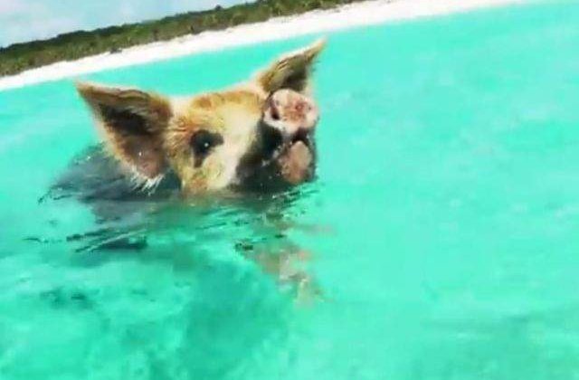 [Video] Si porcii inoata! In ce loc din lume acest sport NU este deloc ciudat