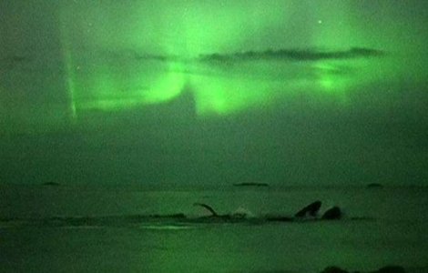  Video  Spectacol superb: Doua balene se joaca in timpul aurorei boreale