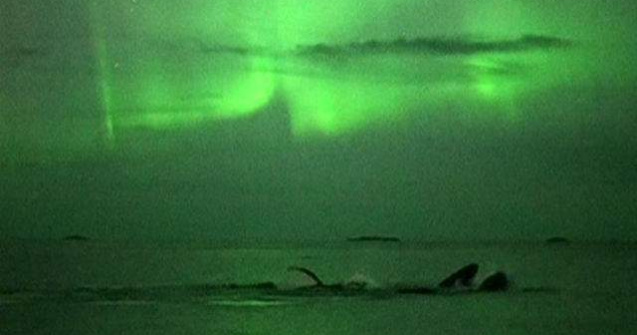 Spectacol superb: Doua balene se joaca in timpul aurorei boreale