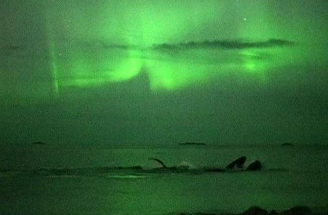 [VIDEO] Spectacol superb: Doua balene se joaca in timpul aurorei boreale
