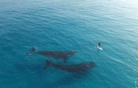 Clipul care a facut inconjurul lumii. Ce a surprins barbatul