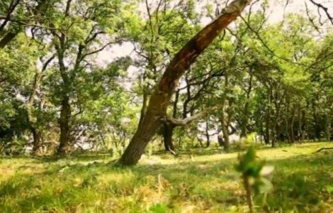  Top  Descopera-ti tara! Un petic de Rai de o frumusete exotica: Padurea Letea