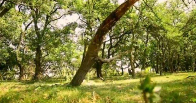  Top  Descopera-ti tara! Petic de Rai de o frumusete exotica: Padurea Letea