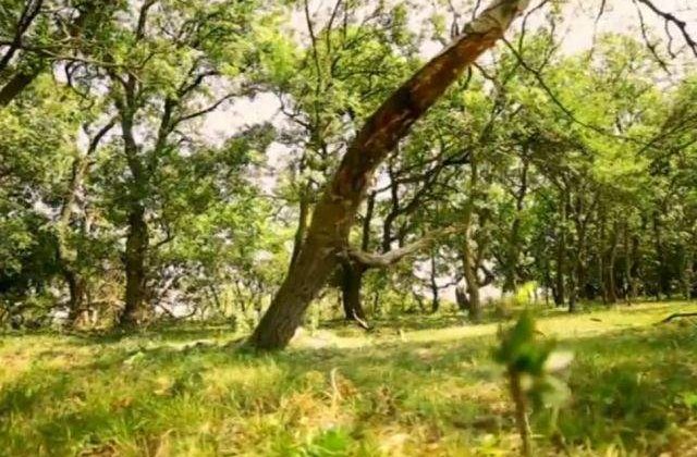 Descopera-ti tara! Un petic de Rai de o frumusete exotica: Padurea Letea