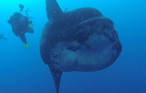  Video  O creatura marina rara, filmata de un grup de scafandri
