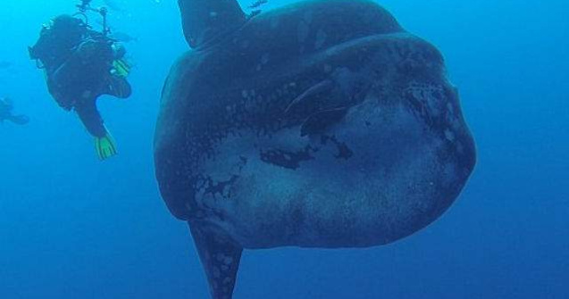 O creatura marina rara, filmata de un grup de scafandri