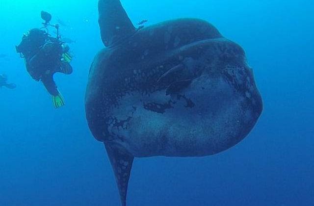 [VIDEO] O creatura marina rara, filmata de un grup de scafandri