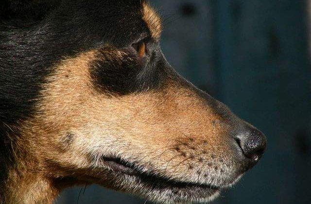 Cluj: Cainii vor avea nevoie de bilete de calatorie pe mijloacele de transport