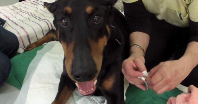  Video  Kenny, dobermanul paralizat care a invatat sa alerge din nou