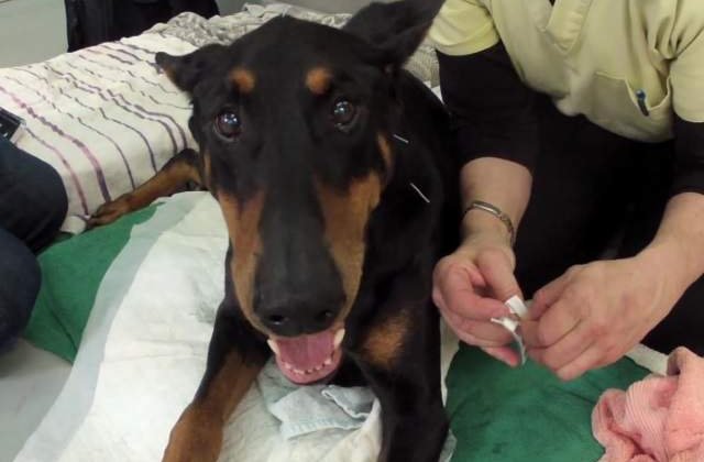 [Video] Kenny, dobermanul paralizat care a invatat sa alerge din nou