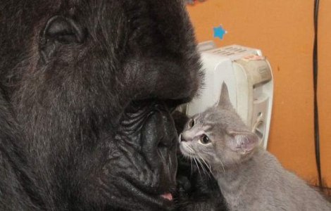 Clip emotionant: gorila Koko a adoptat doi pui de pisica