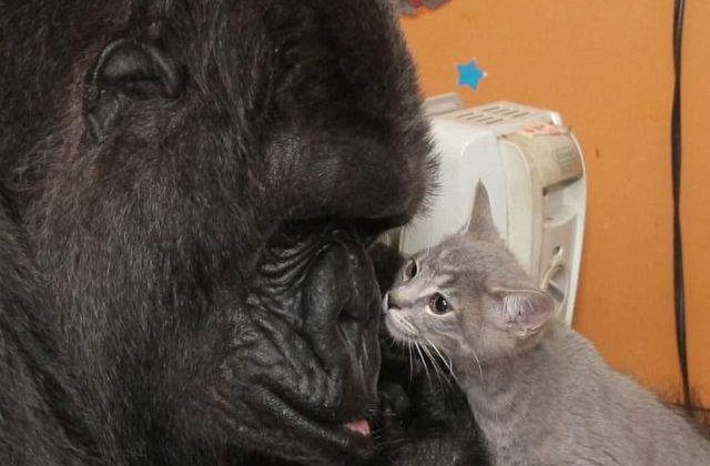 [VIDEO] Clip emotionant: gorila Koko a adoptat doi pui de pisica