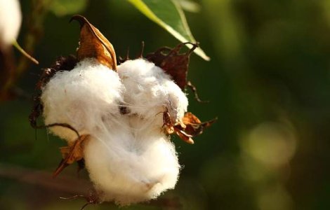 O companie olandeza a investit cinci milioane de euro in afaceri cu canepa in Romania