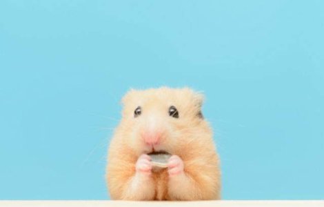 Cel mai haios hamster. O sa razi cu lacrimi dupa ce vezi ce face