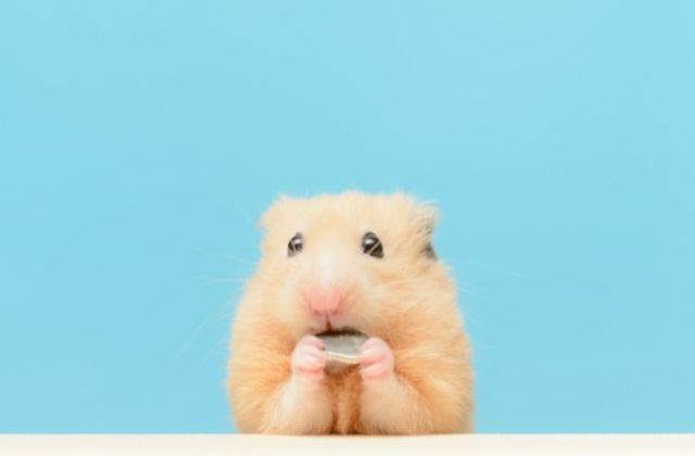 [VIDEO] Cel mai haios hamster. O sa razi cu lacrimi dupa ce vezi ce face