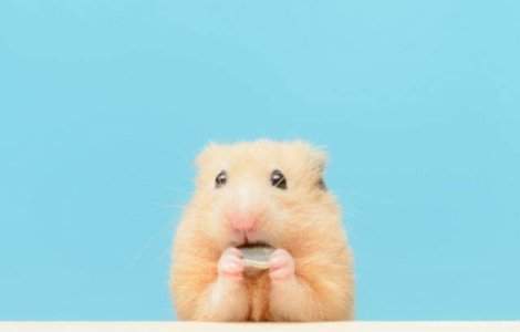 Cel mai haios hamster. O sa razi cu lacrimi dupa ce vezi ce face