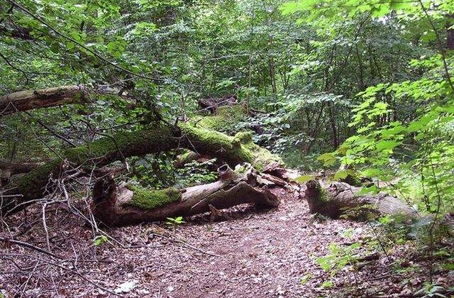 [Update] Judetul Vaslui: Avion de mici dimensiuni, gasit prabusit intr-o padure