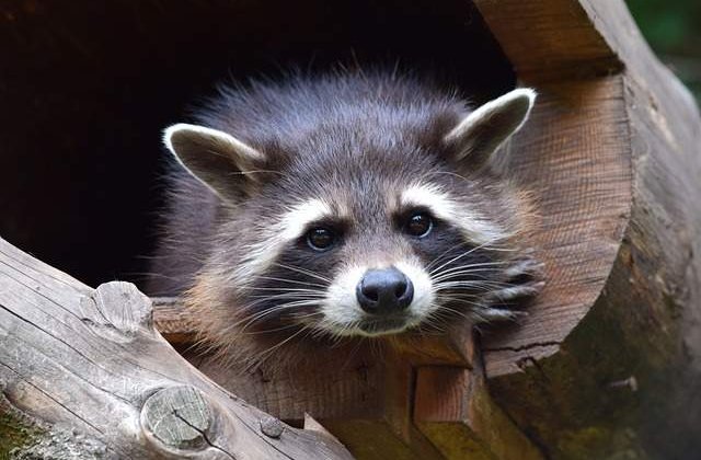 [Video] Ati mai vazut asa ceva? Ratonul care spala vase