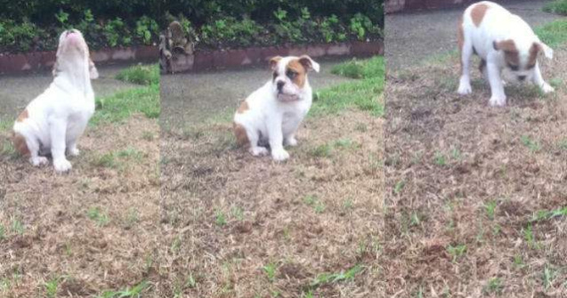 Uite cum reactioneaza acest caine atunci cand ploua. Este adorabil!