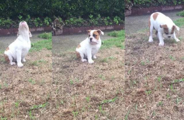 [VIDEO] Uite cum reactioneaza acest caine atunci cand ploua. Este adorabil!