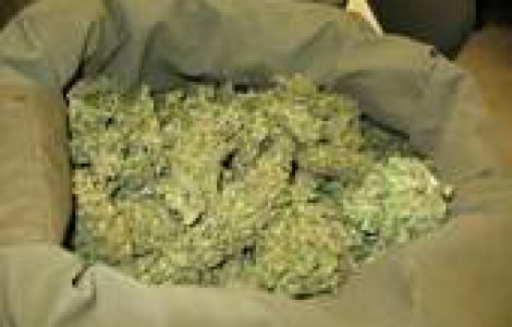 Pensionar traficant de marijuana