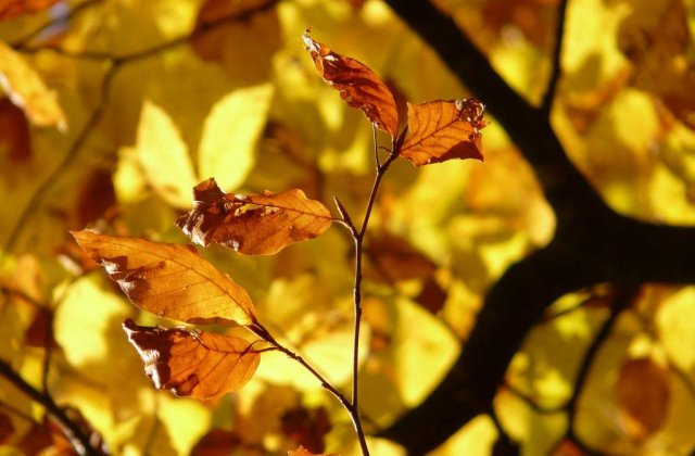 Prognoza meteo: Vremea se mentine calda la inceputul saptamanii