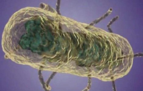 Bacteria "Mortii Negre" a afectat omenirea inca din Epoca Bronzului