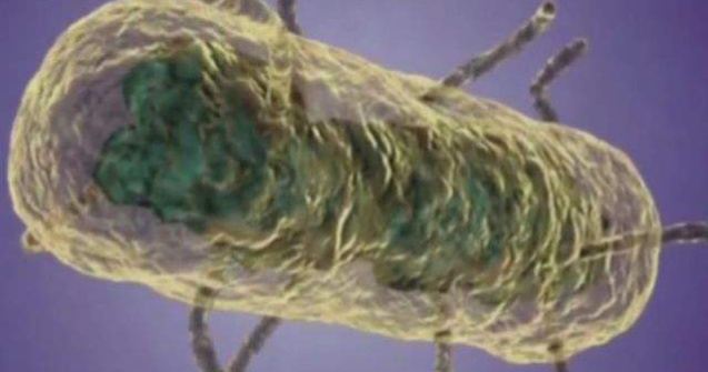 Bacteria "Mortii Negre" a afectat omenirea inca din Epoca Bronzului