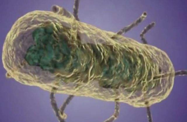 Bacteria "Mortii Negre" a afectat omenirea inca din Epoca Bronzului