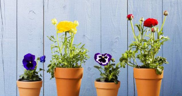 Ghivece in miniatura care pot fi suspendate asemenea tablourilor