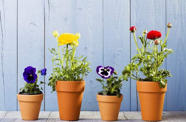 [FOTO] Design neconventional: Ghivece in miniatura care pot fi suspendate asemenea tablourilor