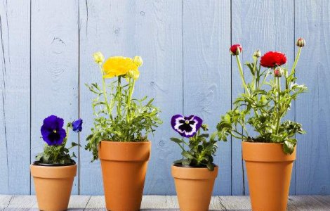 Ghivece in miniatura care pot fi suspendate asemenea tablourilor