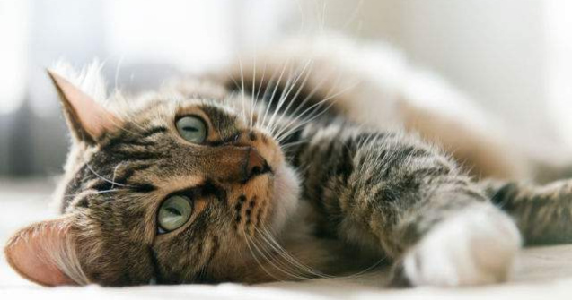 Care este legatura dintre culoarea blanii si agresivitatea pisicilor