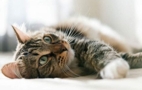 Care este legatura dintre culoarea blanii si agresivitatea pisicilor