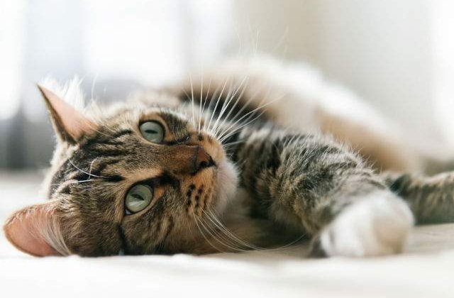 Studiu: Care este legatura dintre culoarea blanii si agresivitatea pisicilor