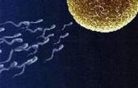 Viagra afecteaza fertilitatea